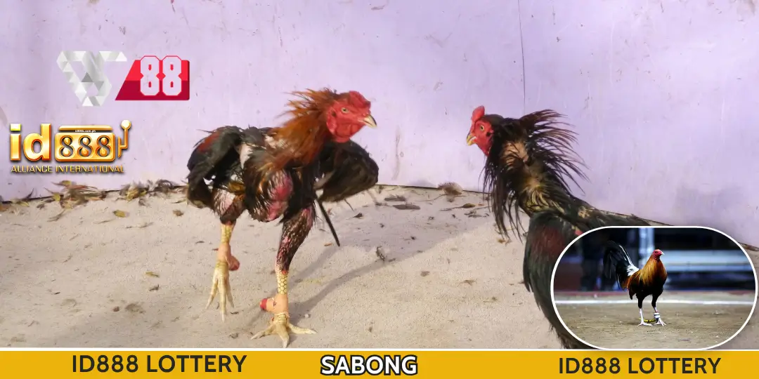 Sabong Online - DS88 Sabong sa ID888 – Live Online Cockfighting, Mataas na Odds at Malaking Panalo 2 interface Sabong Online Id888